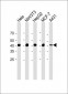 Beta-actin Antibody (Ascites)